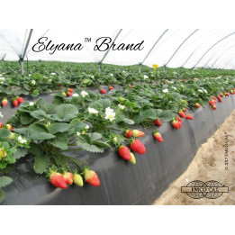 Florida Elyana / Флорида Еліана