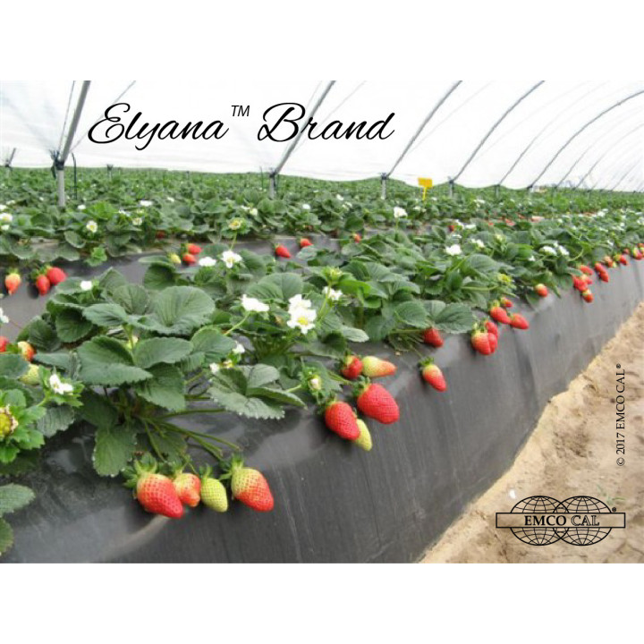 Florida Elyana / Флорида Еліана