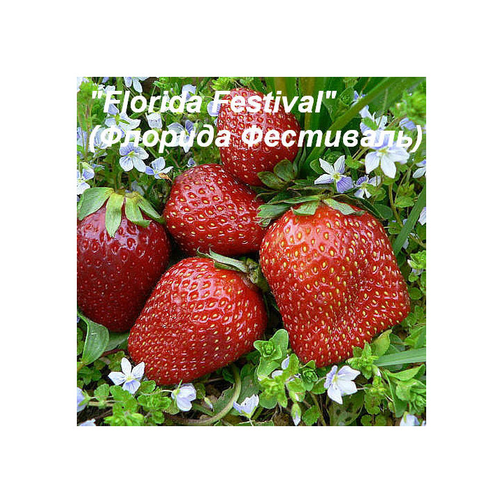 Florida Festival / Флорида Фестиваль