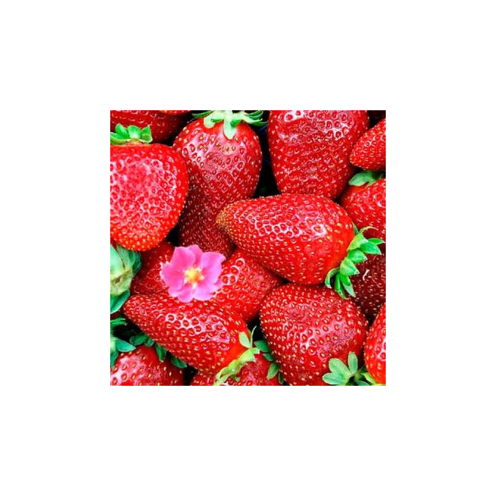 DrisStrawFiftyThree / ДрісСтроуФіфтіСрі