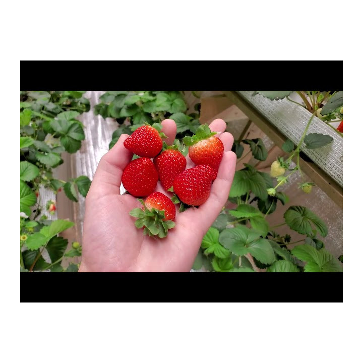 DrisStrawFortySeven / ДрісСтроуФортіСевен