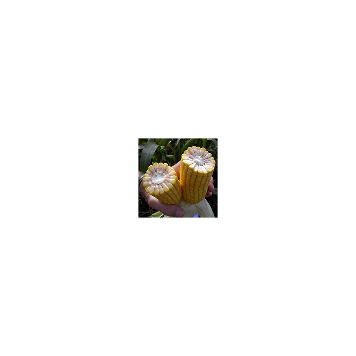 ДК 440