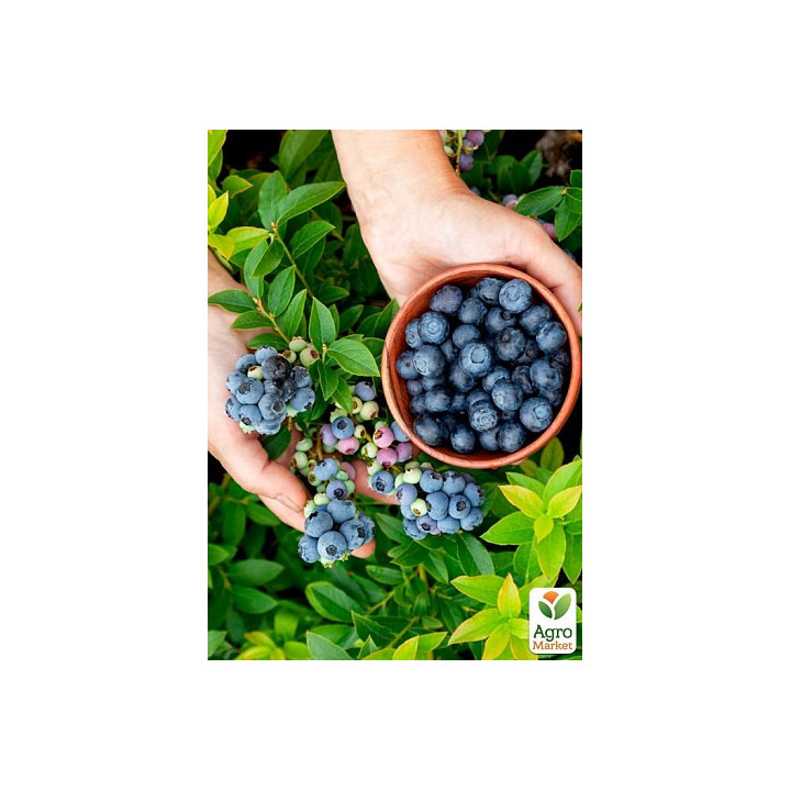 BLUE RIBBON / БЛУ РІББОН