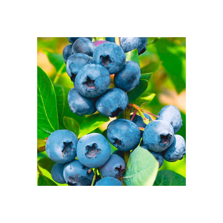 Bluegold / Блюголд