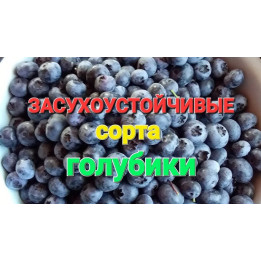 CLOCKWORK / КЛОКВОРК