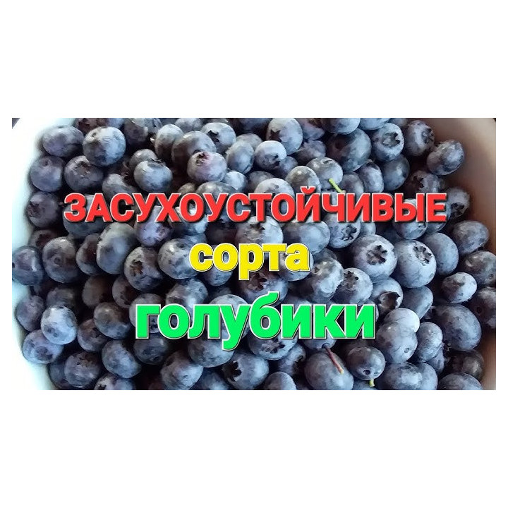 CLOCKWORK / КЛОКВОРК