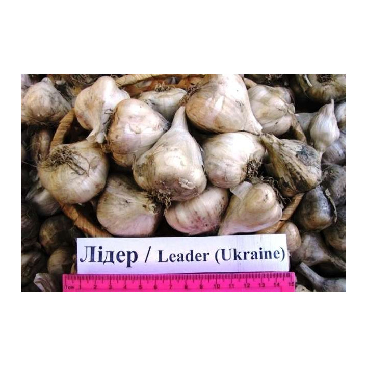 Лідер