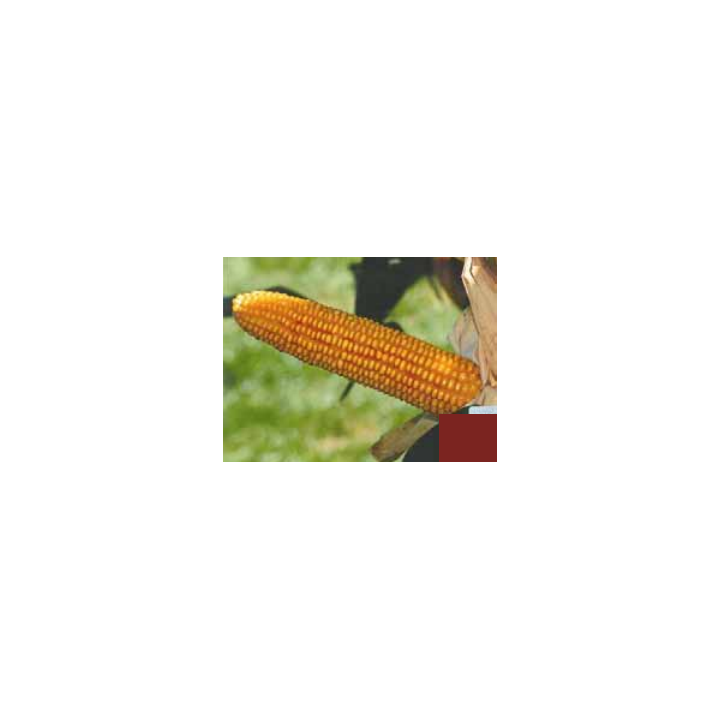Корнели КС / Korneli CS