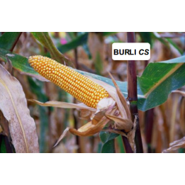 Бюрли КС / Burli CS