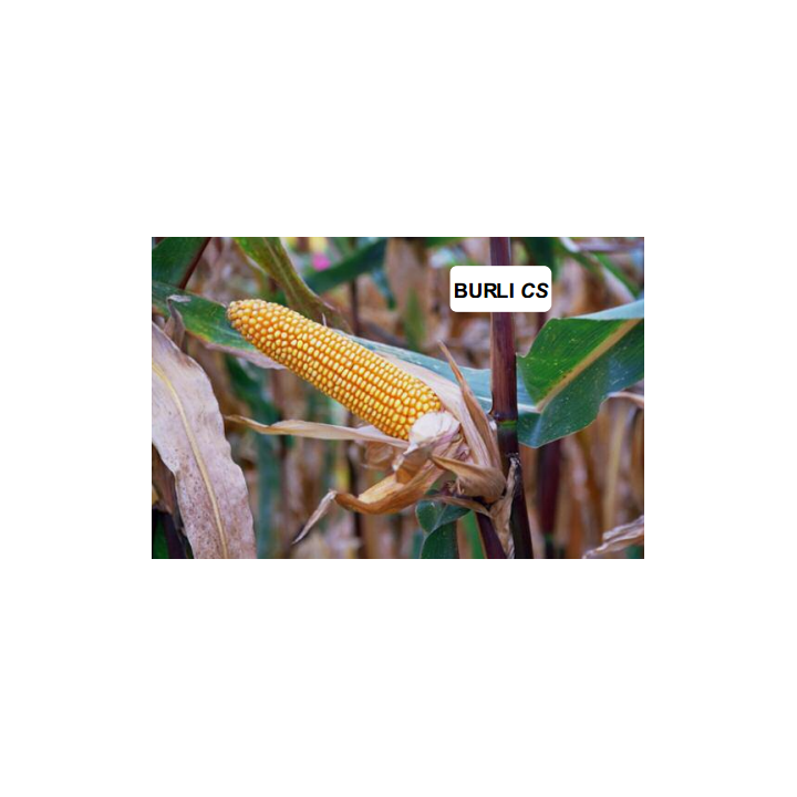 Бюрли КС / Burli CS