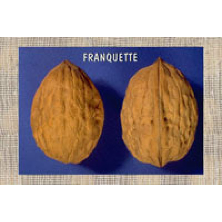 Franguette / Франкет