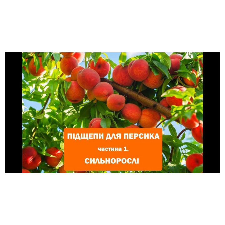 Подвойный 1 / Підщепний 1