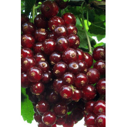 Чародійка