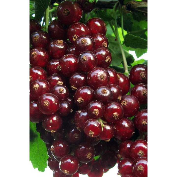 Чародійка