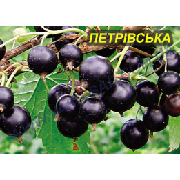 Петрівська