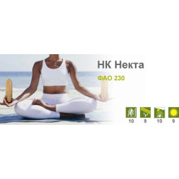 НК Некта