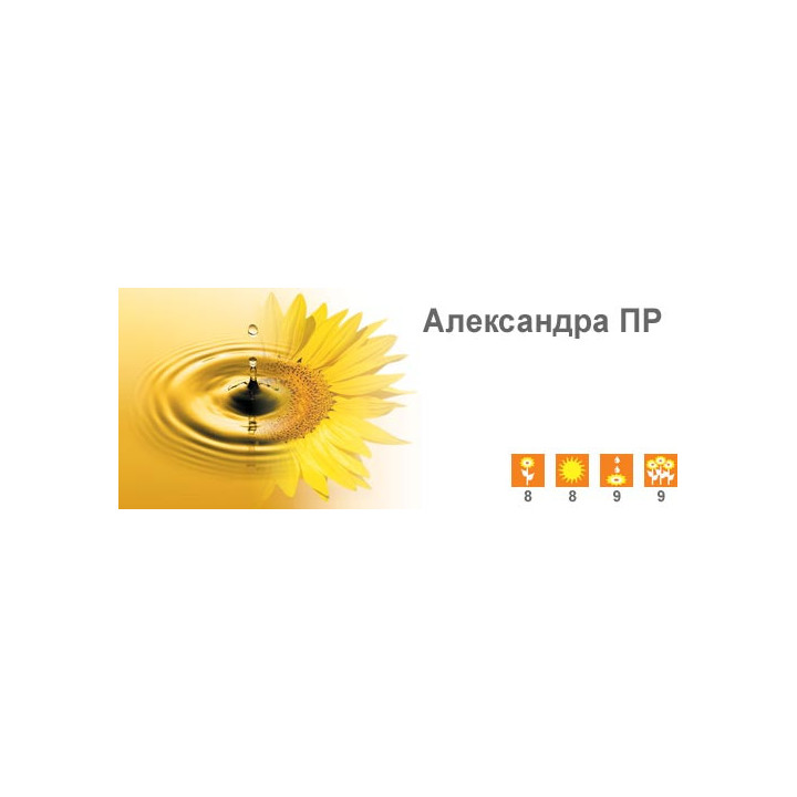Александра ПР
