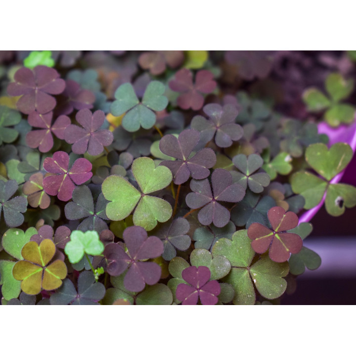 LESTRIS / ЛЕСТРІС