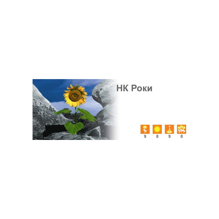 НК Роки