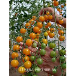 ДОРРИ