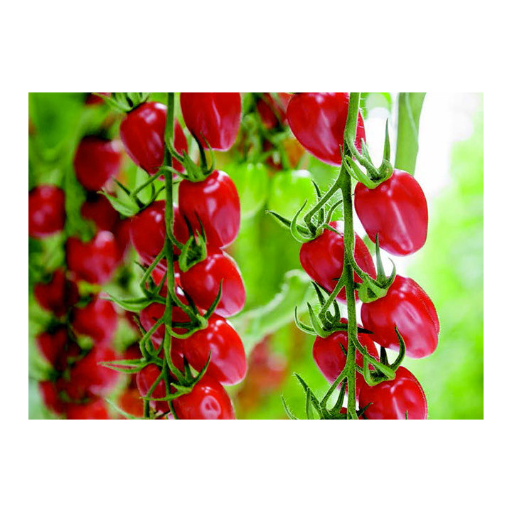 САНСТРИМ ЭЛОН