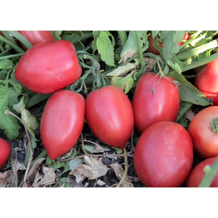 ПИНК ПЛАМ