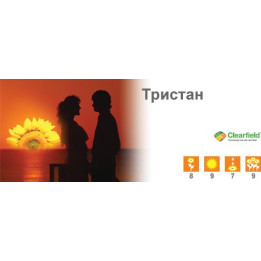 Тристан