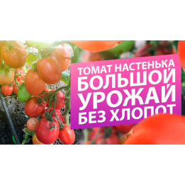 Л-26/19