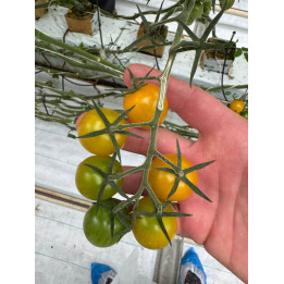 ПИКАЧУ