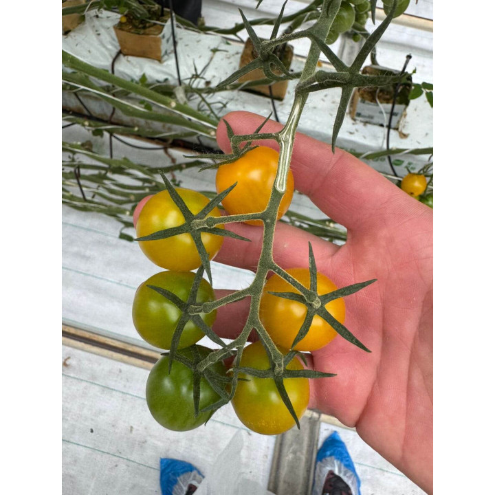 ПИКАЧУ