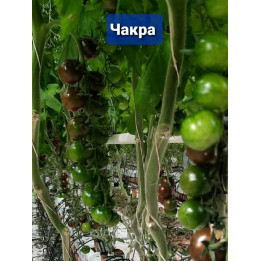 ЧАКРА