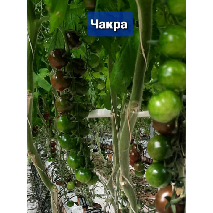 ЧАКРА