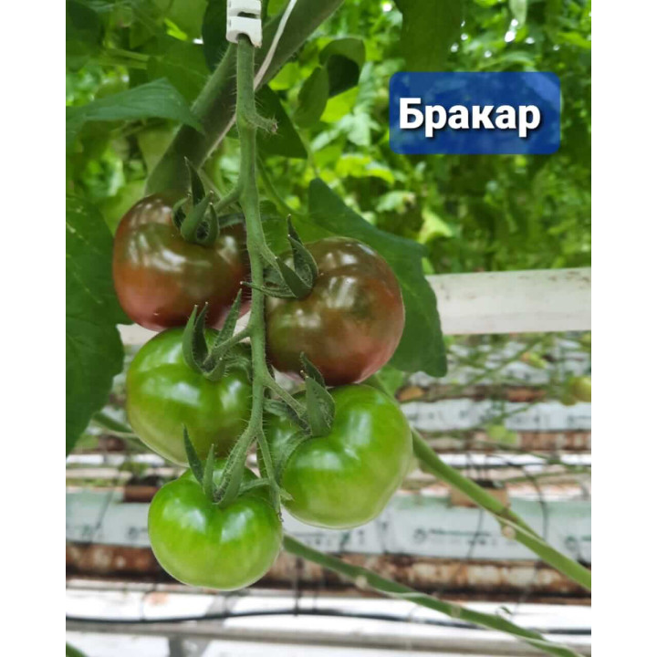 БРАКАР