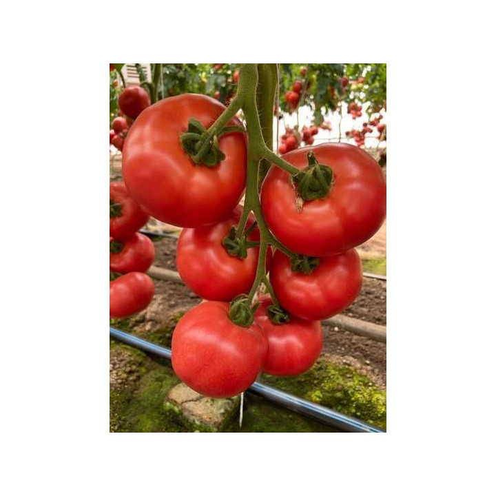 МАСАМИ