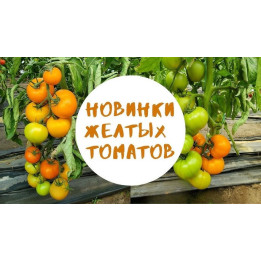 ФЛЕКС