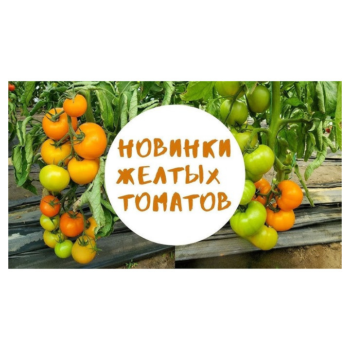 ФЛЕКС