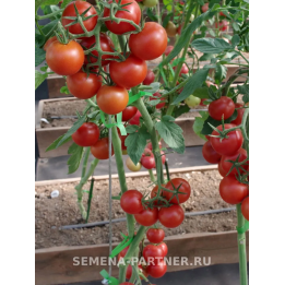 МАСКОТТА
