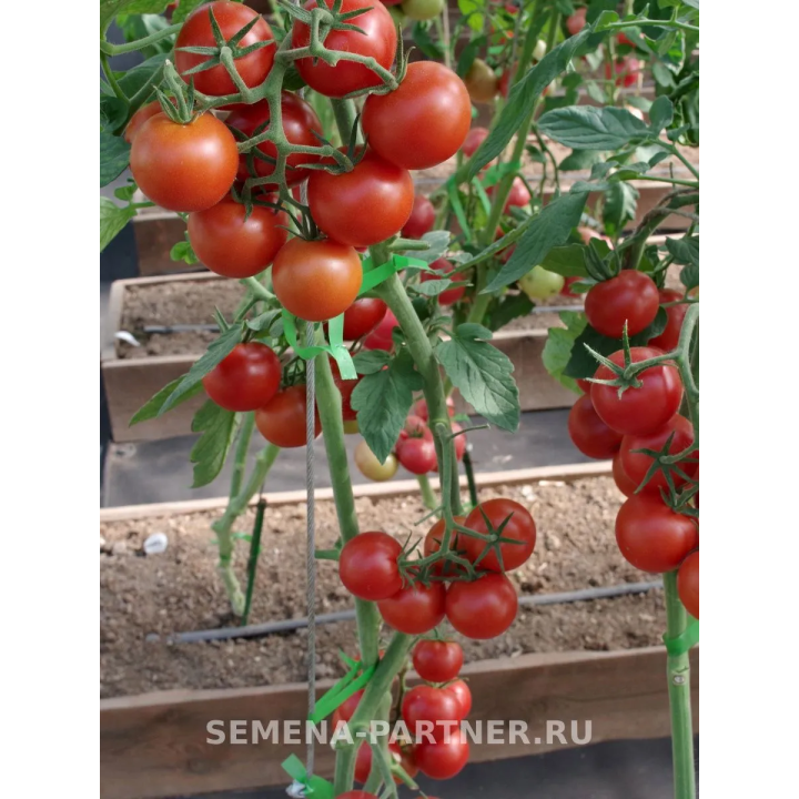 МАСКОТТА