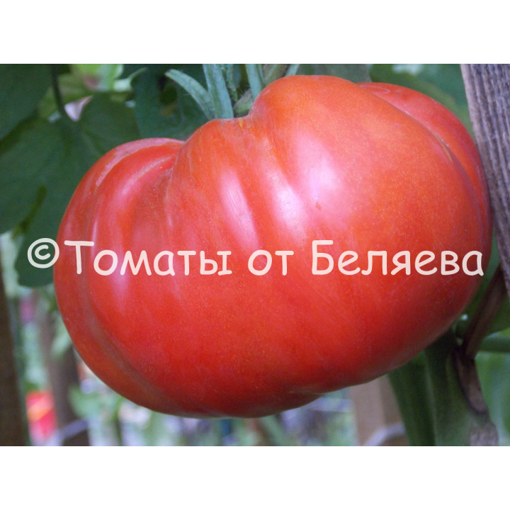 РОЗОВЫЙ БОГАТЫРЬ