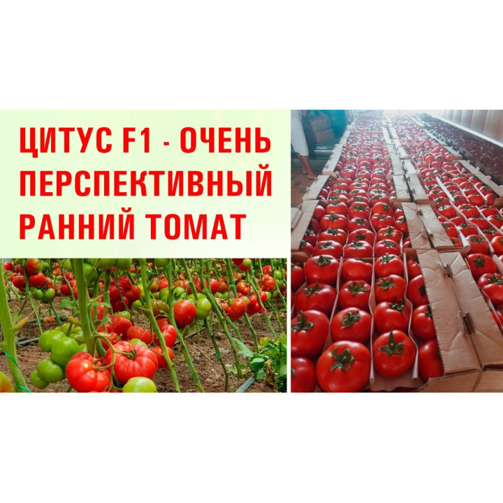ЦИТИУС
