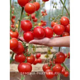 ПРОЛЕТАРОЧКА