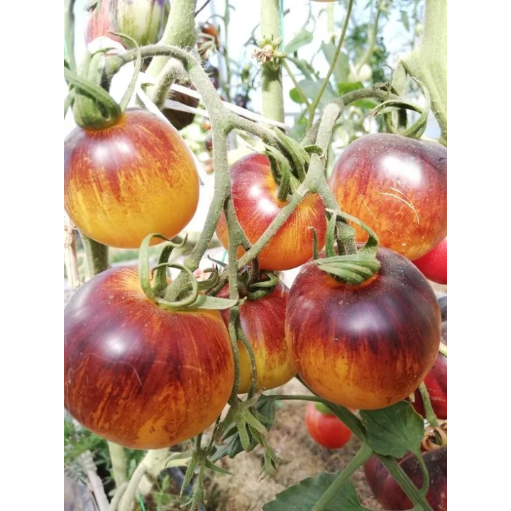 КИТАЙСКИЙ ФОНАРИК