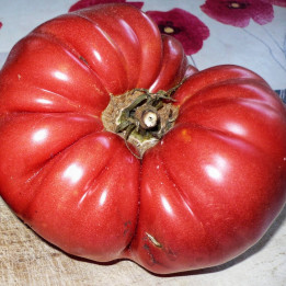 КОЛОМБА