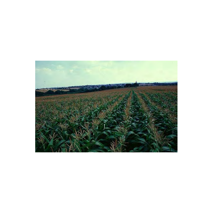 Мади / Madi