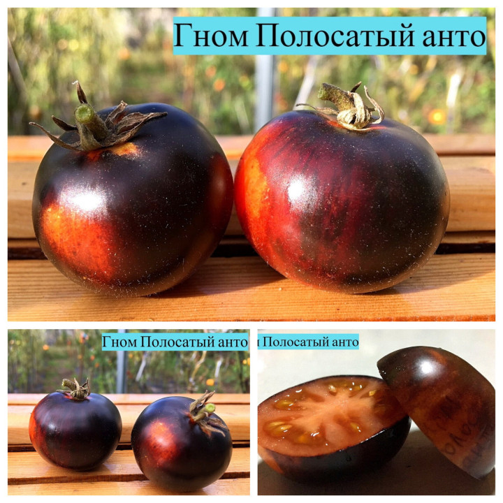 АНТОНОВ