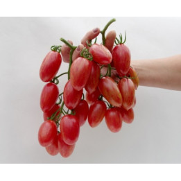 РОЗОВЫЙ КОТЯ
