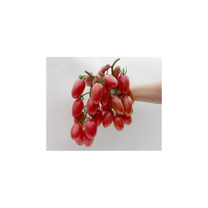 РОЗОВЫЙ КОТЯ