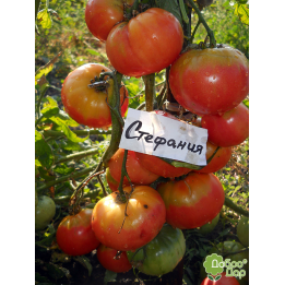 СТЕФАНИЯ