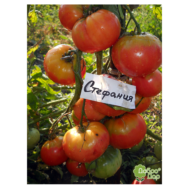 СТЕФАНИЯ