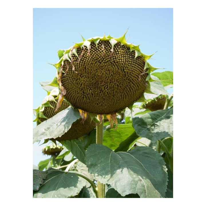 Флодик / Flodik